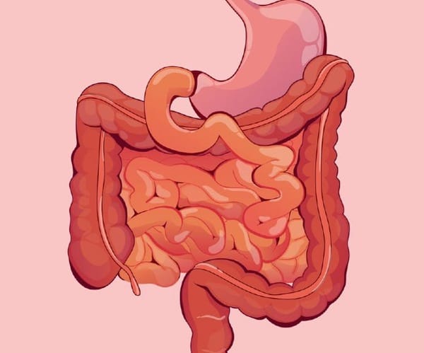 What is "The Gut"?